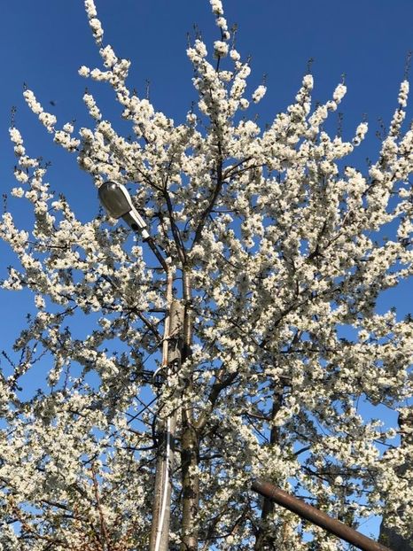 WhatsApp Image 2020-04-12 at 21.07.04 (14) - 00 Acttivitati Roman