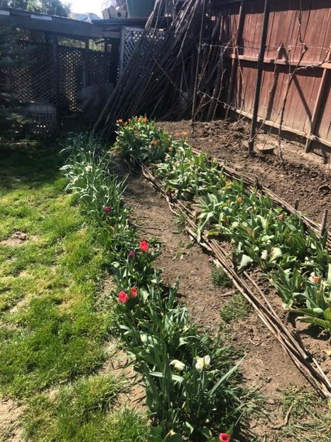 WhatsApp Image 2020-04-12 at 21.12.58 (4) - 00 Acttivitati Roman