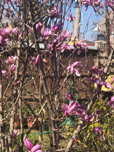 WhatsApp Image 2020-04-12 at 21.22.43 (2) - 00 Acttivitati Roman