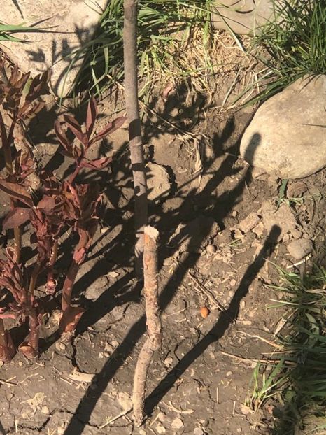 WhatsApp Image 2020-04-12 at 21.22.43 (8) - 00 Acttivitati Roman