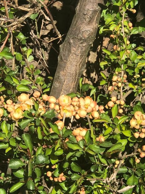 WhatsApp Image 2020-04-12 at 21.22.43 (13) - 00 Acttivitati Roman