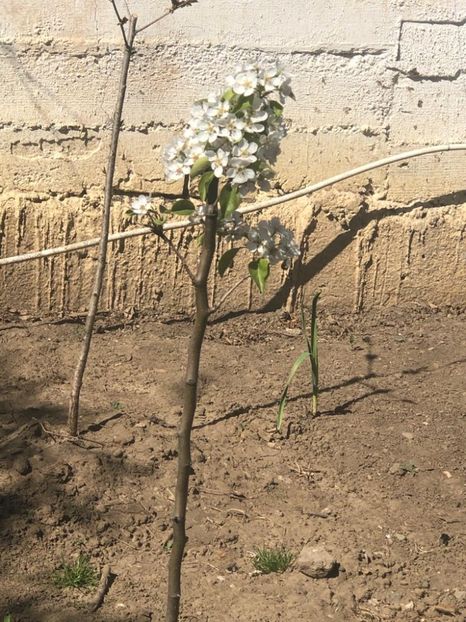 WhatsApp Image 2020-04-12 at 21.22.43 (20) - 00 Acttivitati Roman