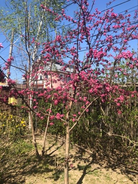 WhatsApp Image 2020-04-12 at 21.22.43 - 00 Acttivitati Roman