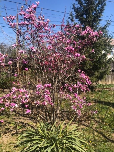 WhatsApp Image 2020-04-12 at 21.24.13 (6) - 00 Acttivitati Roman