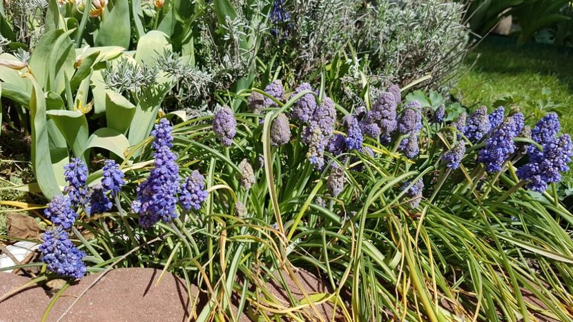 Muscari armeniacum si Blue Spike - Aprilie 2020