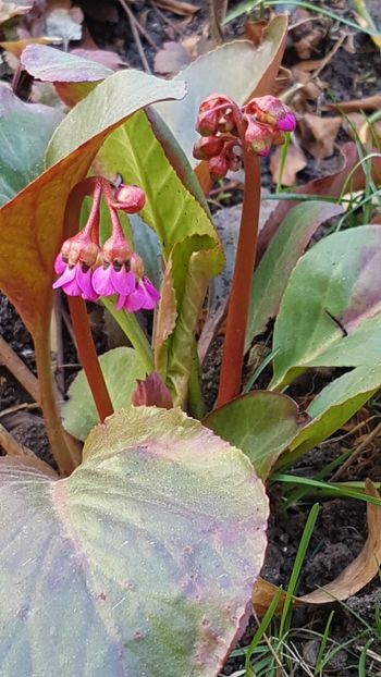 Bergenia - Aprilie 2020