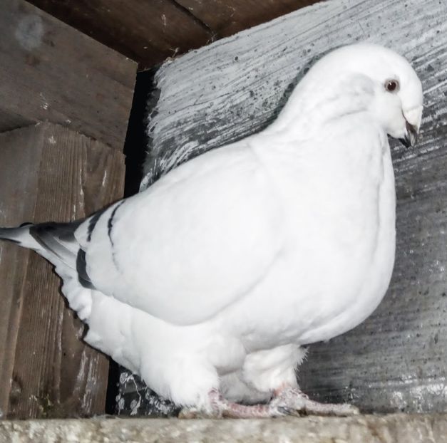 F2018 REGINA SUNPHOTO - - A - A - A - A- W A R N I N G !