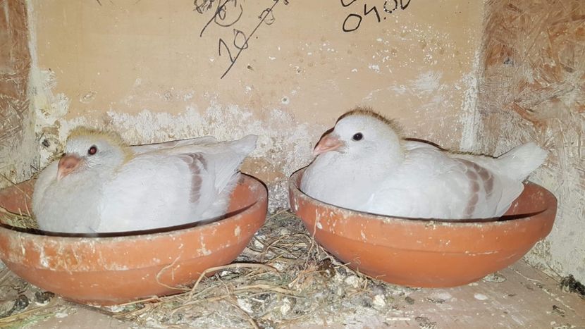 received_224299342251037 - Pui voiajori standard 2020