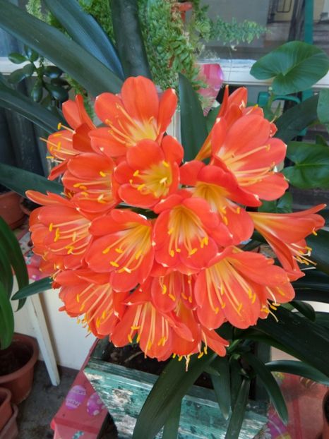  - florile mele dragi