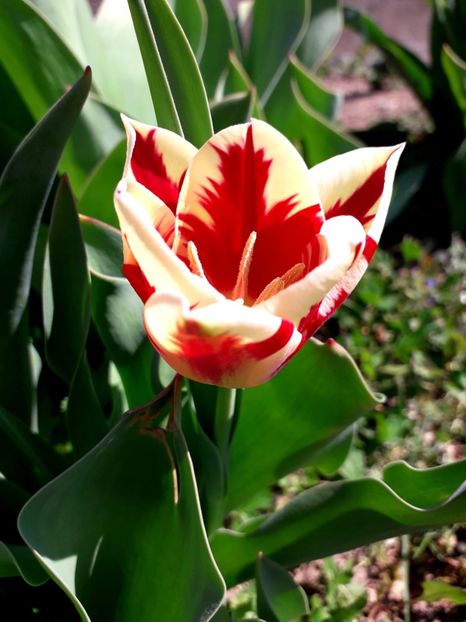  - AAAA_LALELE 2019_2020_2022_2023