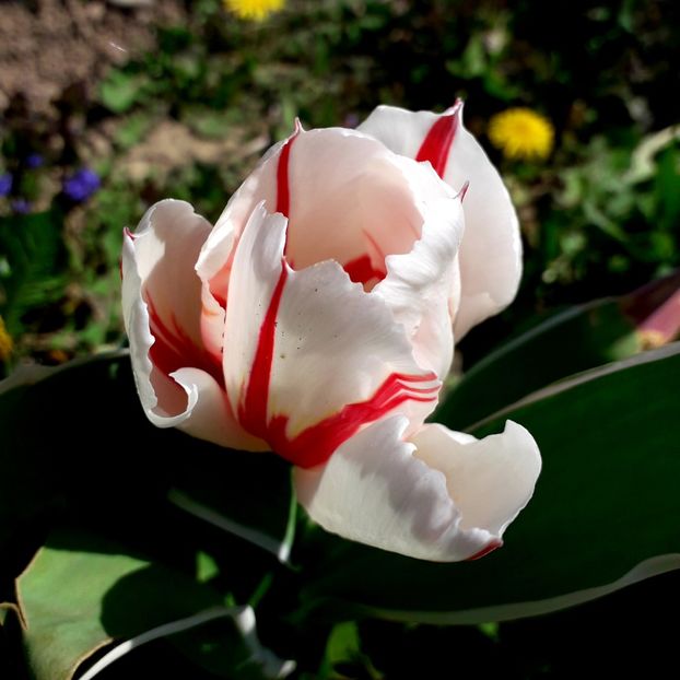  - AAAA_LALELE 2019_2020_2022_2023