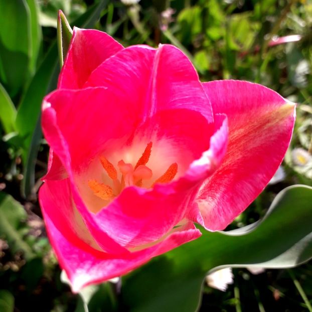  - AAAA_LALELE 2019_2020_2022_2023