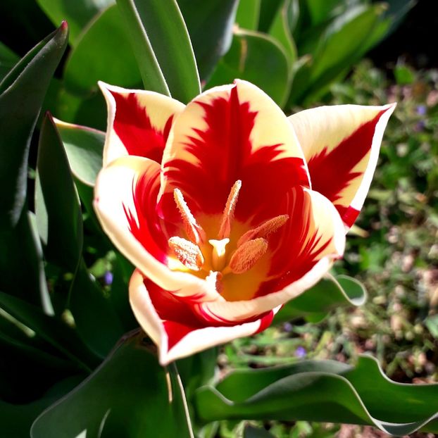  - AAAA_LALELE 2019_2020_2022_2023