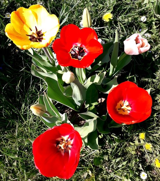  - AAAA_LALELE 2019_2020_2022_2023