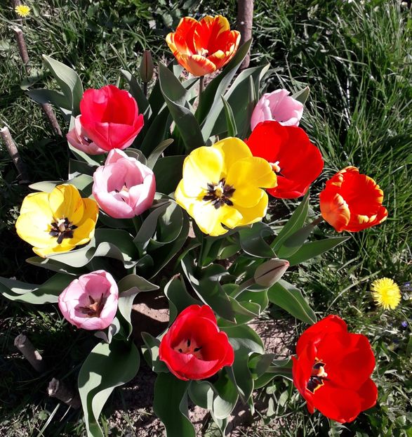  - AAAA_LALELE 2019_2020_2022_2023