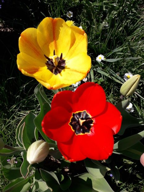  - AAAA_LALELE 2019_2020_2022_2023