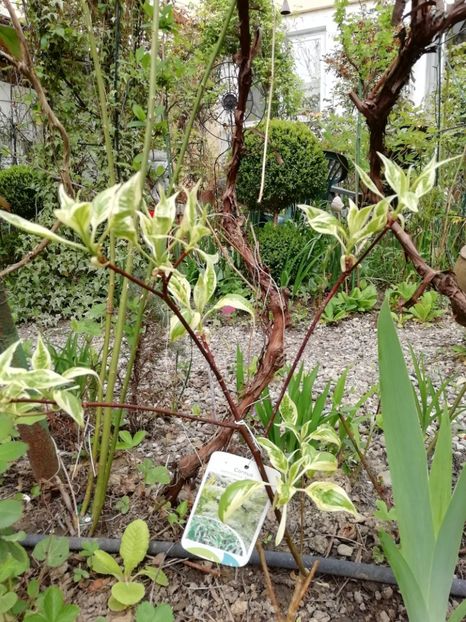 Cornus Controversa Variegata - Grădina 2020