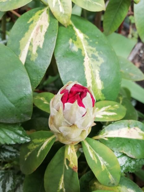 Rhododendron President Roosevelt - Grădina 2020