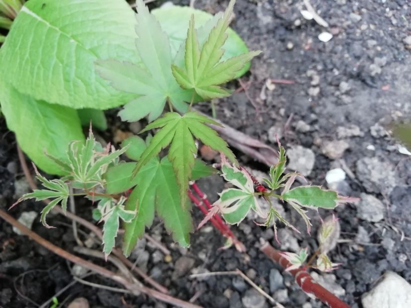 Acer Butterfly - Grădina 2020
