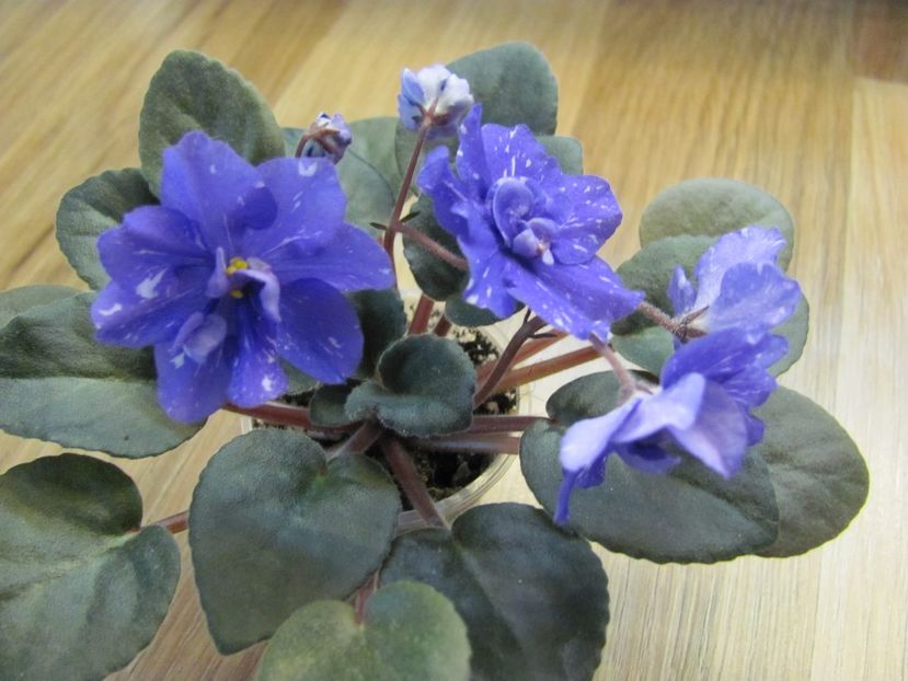  - ZZRainbows Quiet Riot