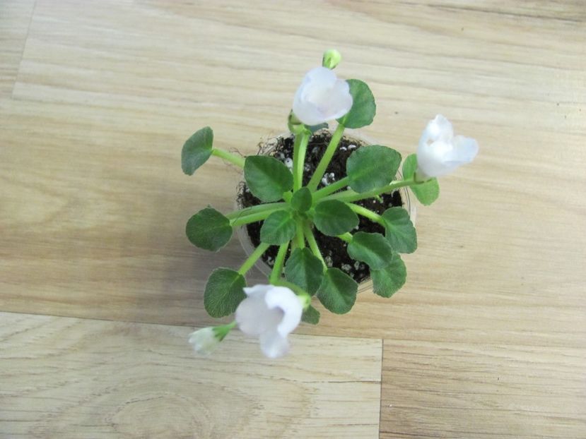  - ZZZHoneymoon Trail