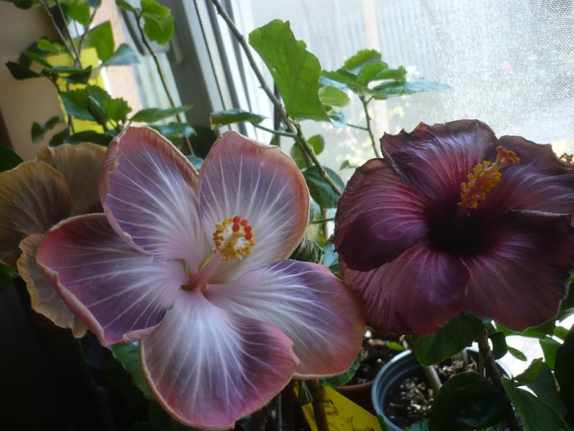 P1430573 - HIBISCUSI 2020-1