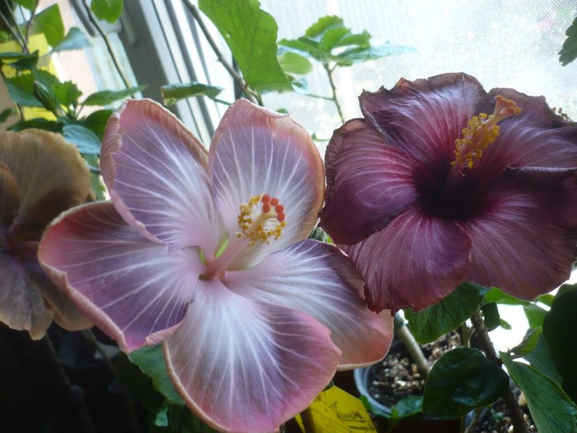 P1430574 - HIBISCUSI 2020-1