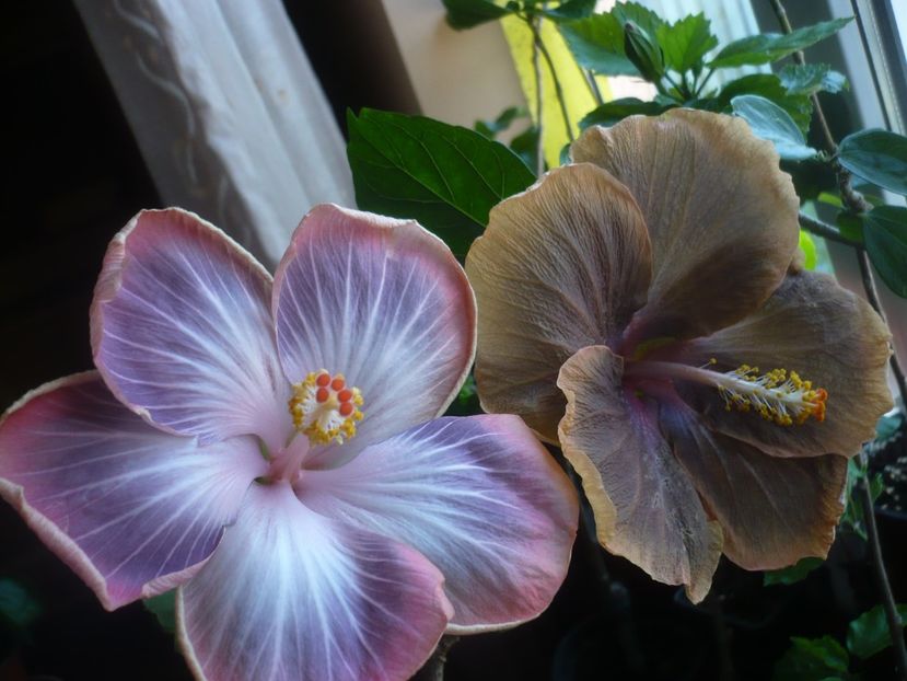 P1430575 - HIBISCUSI 2020-1