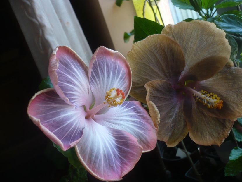 P1430576 - HIBISCUSI 2020-1