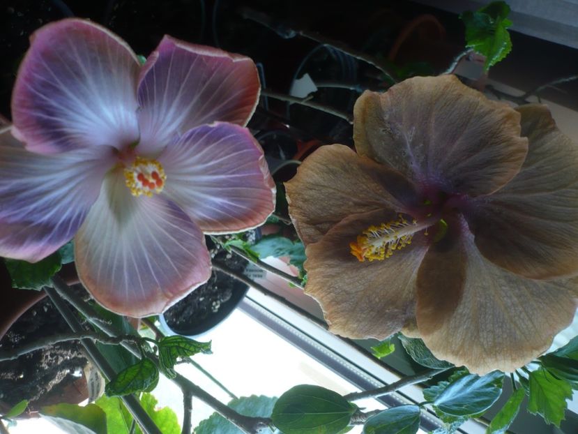 P1430577 - HIBISCUSI 2020-1