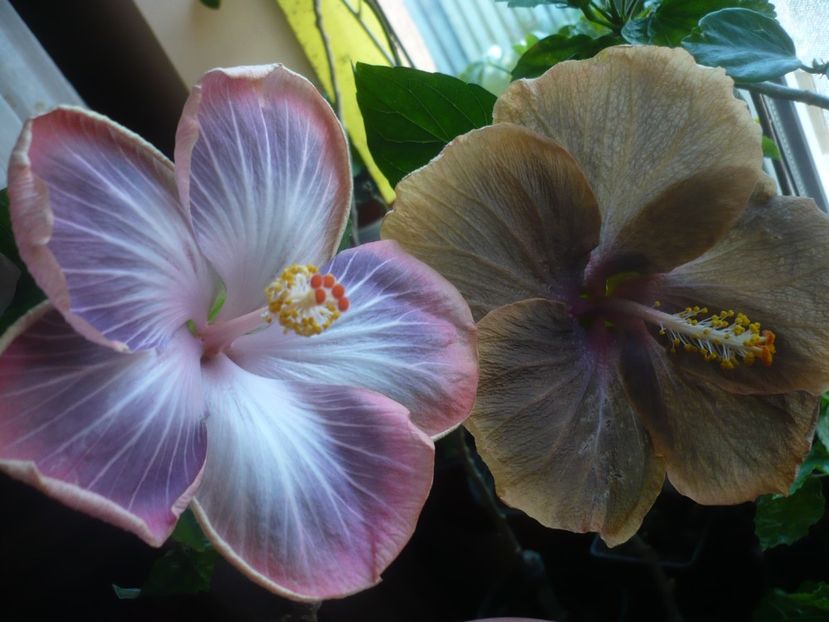 P1430579 - HIBISCUSI 2020-1