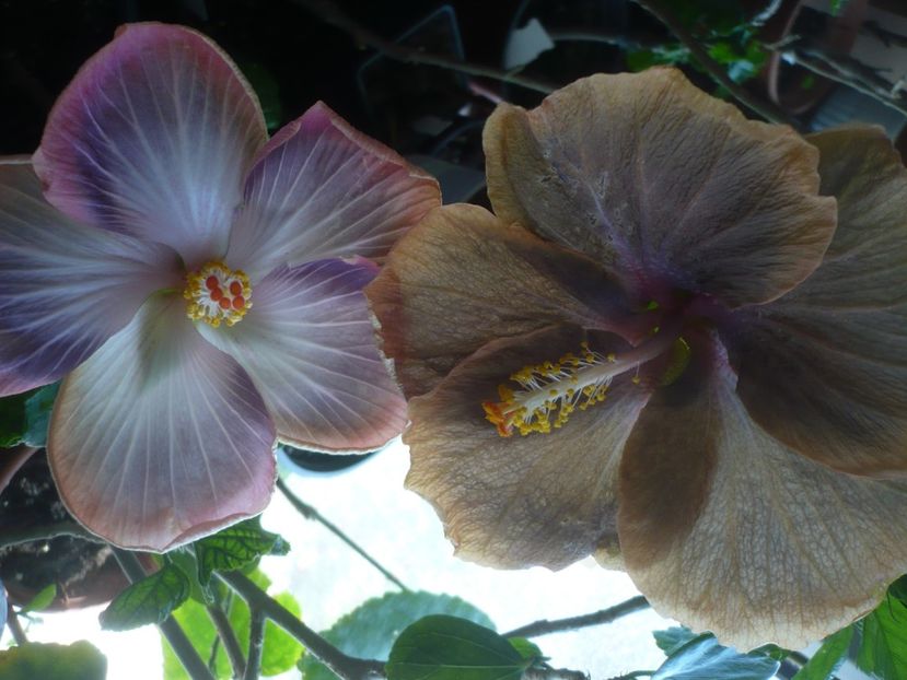 P1430580 - HIBISCUSI 2020-1