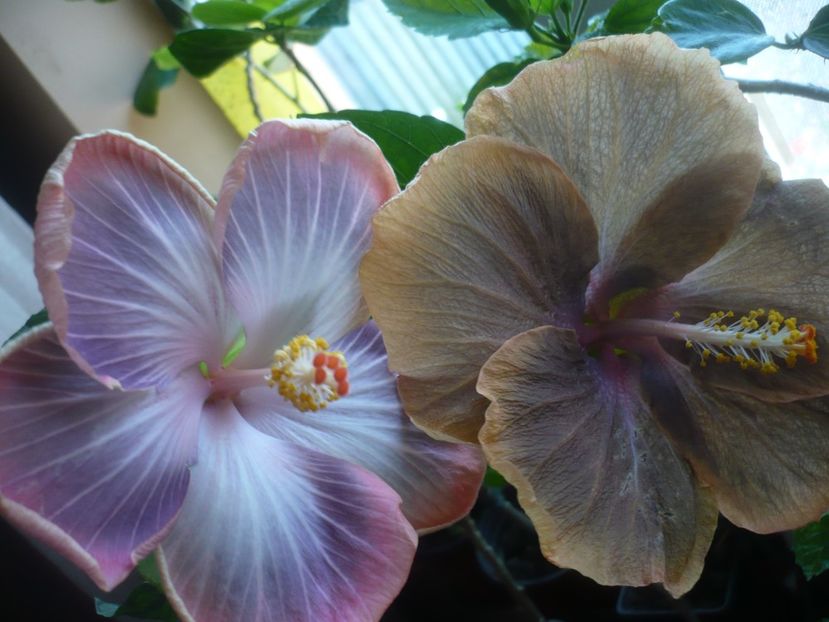 P1430581 - HIBISCUSI 2020-1