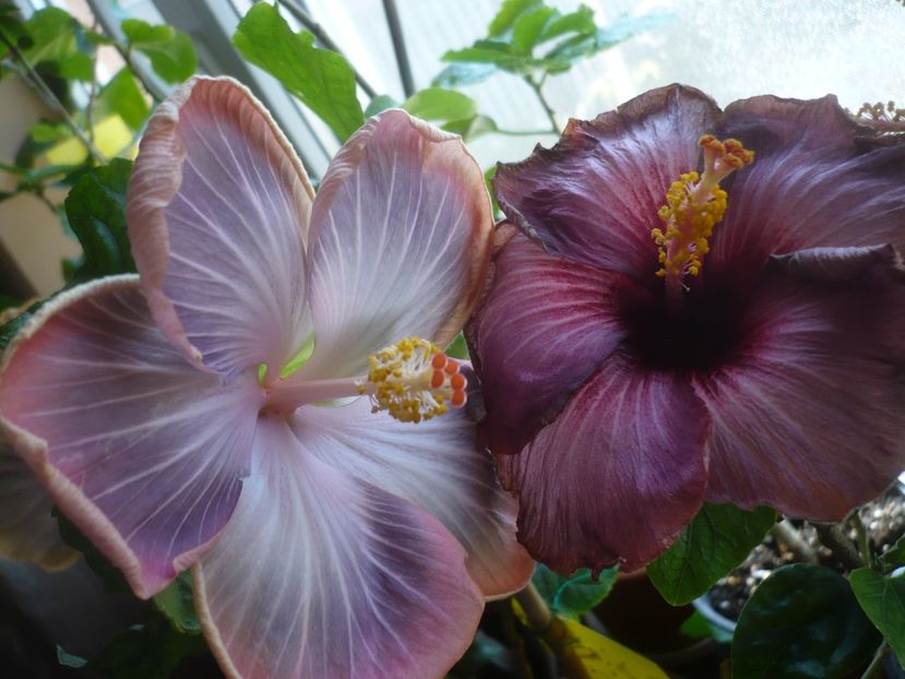 P1430582 - HIBISCUSI 2020-1