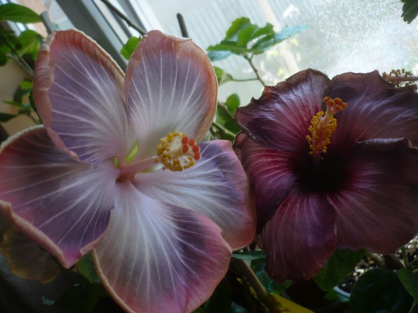 P1430583 - HIBISCUSI 2020-1