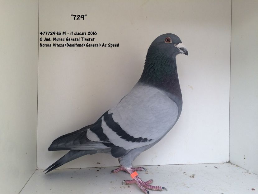 "729" - 2 - Memories