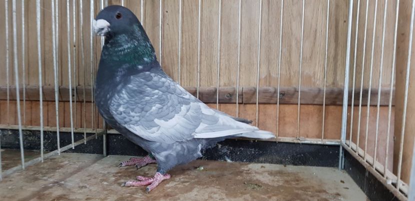  - SHOW RACER-MASCULI 2020