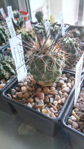 C.echinoides - -echinoides