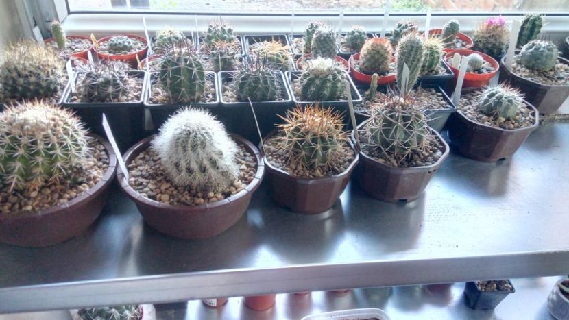  - Copiapoa