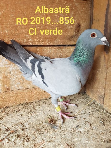 Femela RO 2019...856 CI Verde - 6- Amintiri