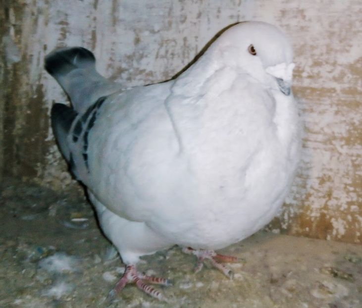  - - A - A - A - A- W A R N I N G !