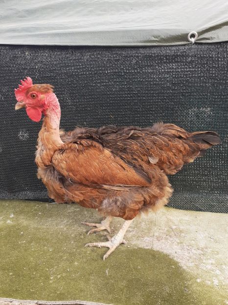 Gaina 2018 - Gaini de curte