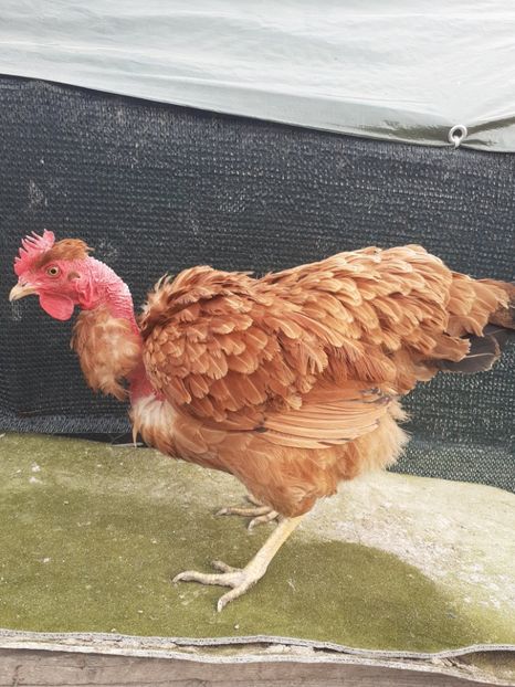 2019 - Gaini de curte