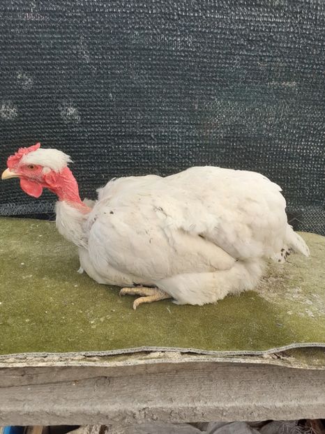 2018 - Gaini de curte