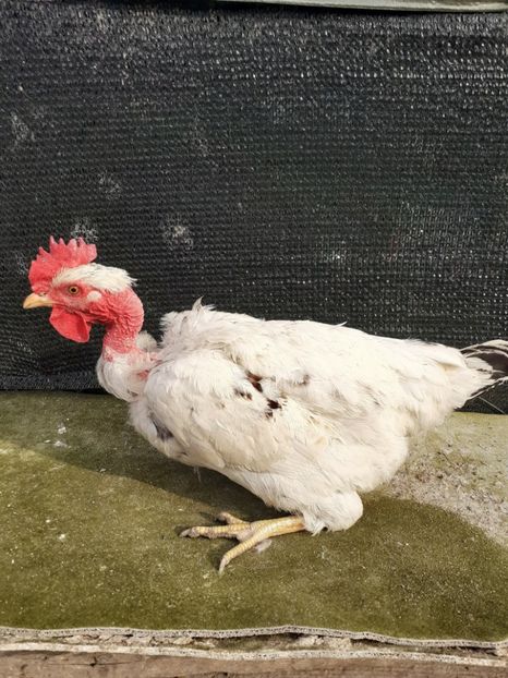 2019 - Gaini de curte