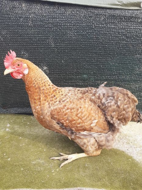 2019 - Gaini de curte