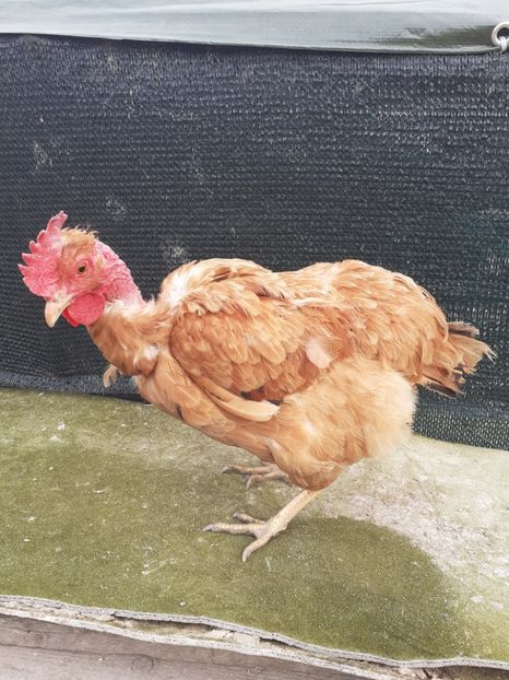 2019 - Gaini de curte