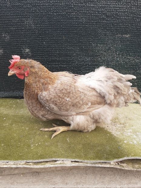 2019 - Gaini de curte