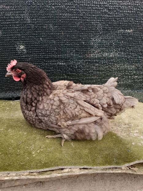 2019 - Gaini de curte