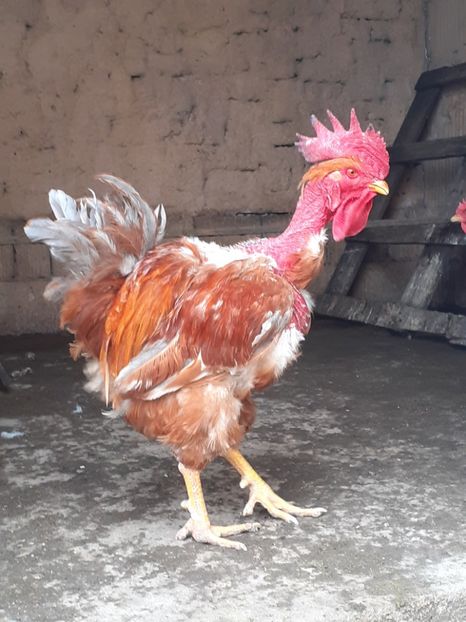 2019 - Gaini de curte